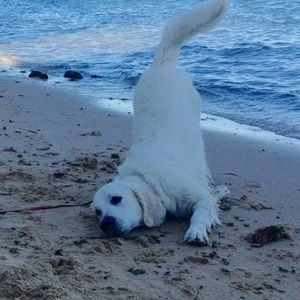 Meet your Posher, Sydney